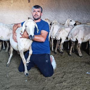 Kayseride koyun kırkma mesaisi