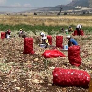 Hasadı yapılan soğan tarlada 3 TLye satılıyor