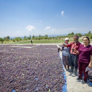 Coğrafi işaret tescilli ‘Gülnar Kuş Üzümü’ çiftçinin yüzünü güldürüyor
