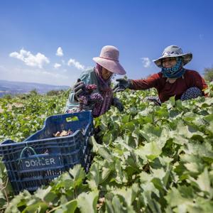 Gülnar’ın tescilli kuş üzümünü artık tüm Türkiye tanıyor