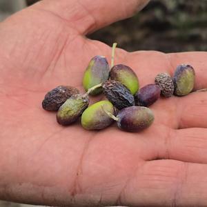 Hatay’ın meşhur halhalı zeytinini kuraklık vurdu