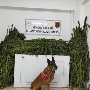 Bingöl’de 91 kilo 250 gram esrar ele geçirildi