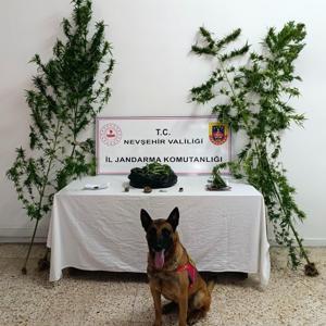 Nevşehirde uyuşturucu operasyonu: 2 gözaltı