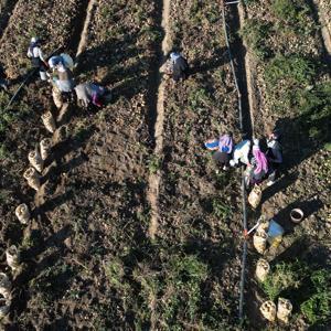Kayseride hasat edilen patatesler yurt dışına ihraç ediliyor