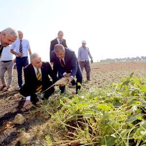 Gaziantepte, şeker pancarı hasadı