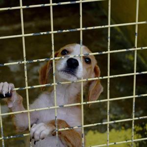 Kemerde 173 hayvan tedavi edildi