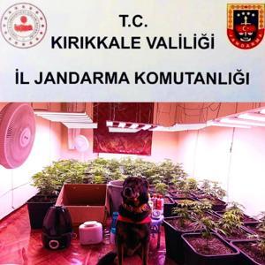 Kırıkkalede iklimlendirme ile kenevir yetiştirilen eve operasyon: 1 gözaltı