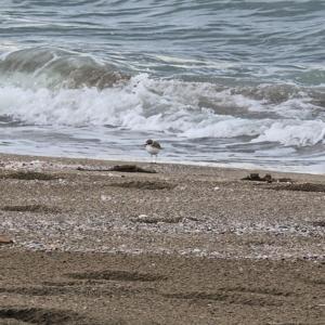 Akça cılıbıt sahilde beslenirken görüntülendi