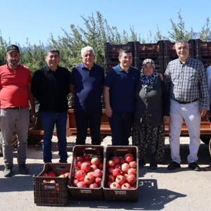 Kaymakam Çakıcı nar hasadına katıldı