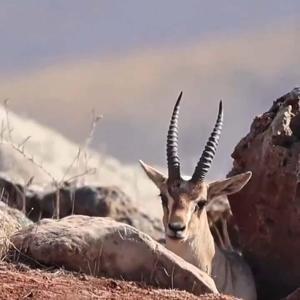 Bakanlıktan dağ ceylanı paylaşımı