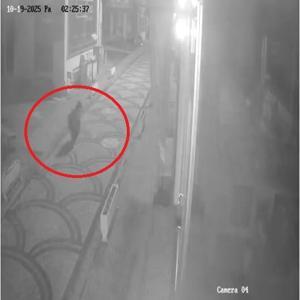 Kastamonuda aç kalan ayı ilçe merkezine indi; o anlar kamerada