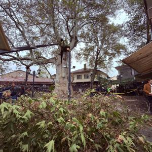 800 yıllık çınara bakım ve rehabilitasyon