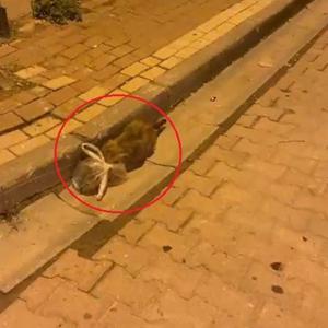 Kedinin başına poşet geçirip bağladılar