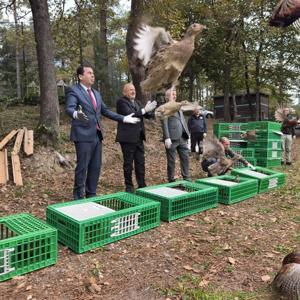 Ordu’da kahverengi kokarcayla mücadele için 200 sülün doğaya salındı