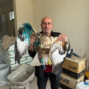 Sivasta yaralı halde bulunan şahin tedavi altına alındı