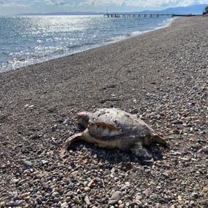 Çanakkale’de 2 deniz kaplumbağası ölüsü sahile vurdu
