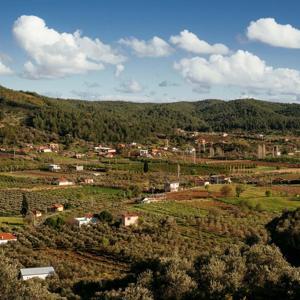 Seferihisarda Orhanlı Köyü 2nci Zeytin Hasadı Festivali düzenlenecek