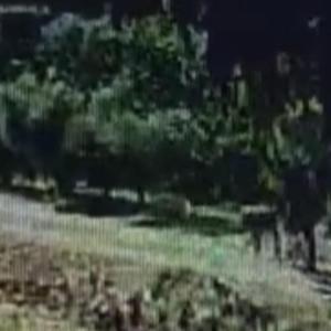 Evin bahçesindeki köpeği çaldı; o anlar kamerada