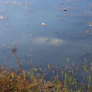 Tokat’ta ehliyetsiz sürücü otomobille gölete düştü
