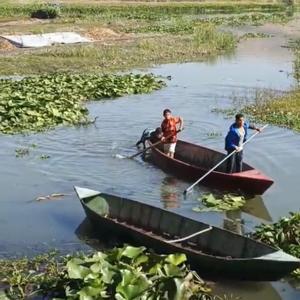 Asi Nehrini ve gölü kaplayan su sümbülleri, dekoratif ürünlere dönüştürülecek