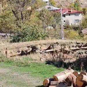 Mahalleye inen dağ keçileri, evlerin arasında dolaşıyor