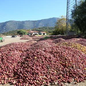 Eğirdir köylerinde elma tepeleri