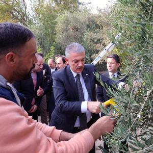 Vali Akkoyun Derik’te zeytin hasadına katıldı