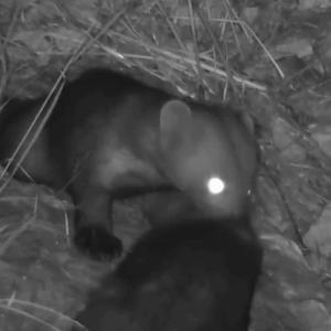 Hatayda birbirlerini temizleyen sansarlar görüntülendi