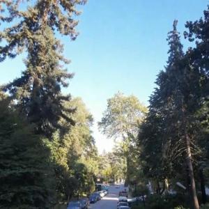 Atatürkün mirası 96 yıllık arboretum, ziyaretçilerini etkiliyor