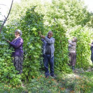 Atalık tohumlar gelecek nesillere aktarılıyor