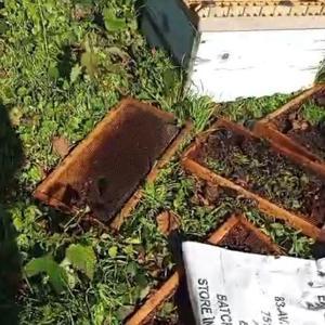 Ayı, arı kovanlarını parçaladı