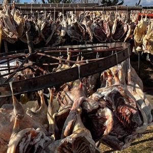 Gurbetteki Karslılar için 900 kazı keserek kurutmaya bıraktı
