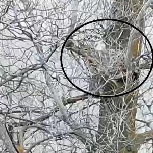 Nesli tehlike altında olan vaşak, ağaçta görüntülendi