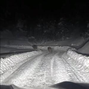 Kardan kapanan yolda çalışma yapan ekipler, 4 ayıyla karşılaştı