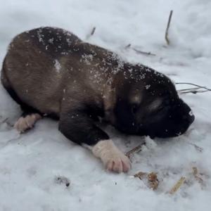 Yavru köpeğe eziyete tutuklama