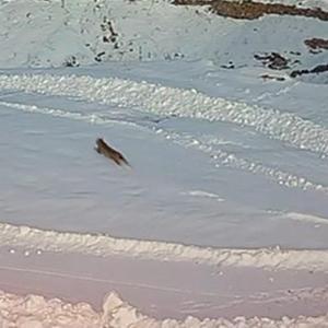 Köye inen vaşaklar, kurtlar tarafından kovalandı