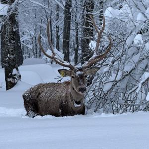 Karla kaplı Kuzuyayla Tabiat Parkında kızılgeyik kamerada