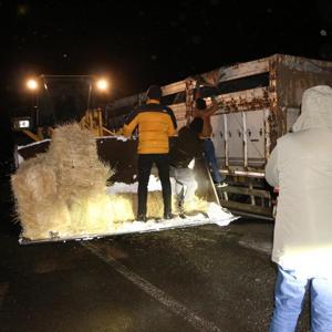 Bingöl’de tipide mahsur kalan büyükbaş hayvanlara saman ulaştırıldı