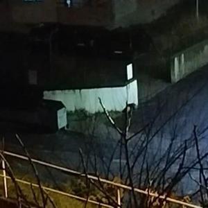 Aç kalan çakallar mahalleye indi