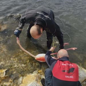 İpe dolanan flamingoyu itfaiye dalgıçları kurtardı