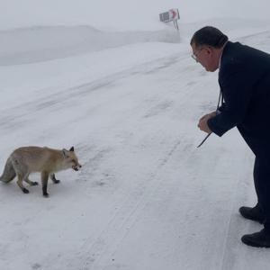 Belediye başkanı karlı yolda aç kalan tilkiyi eliyle besledi