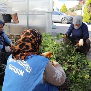 Akdeniz Belediyesi, kendi süs bitkisini üretiyor