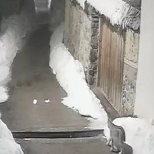 Köyde kedi avlayan vaşak kamerada