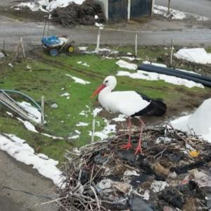 3 yıldır göç etmeyen leylek, aynı yuvada kışı geçiriyor