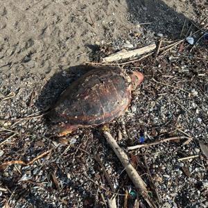 Çanakkalede sahilde ölü caretta caretta bulundu