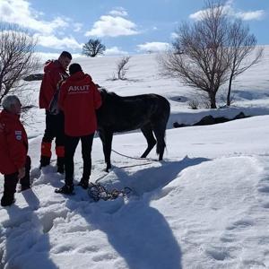 Bingölde kurt saldırısında yaralanan atı AKUT ekipleri kurtardı