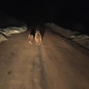Siirt’te köy yoluna inen ayı ve yavrusu kamerada