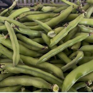 Silifkede bakla hasadı başladı