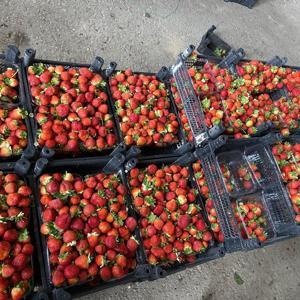 Silifke çileğinin haldeki fiyatı 130 TL