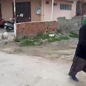 Kuzu Çorap, yanından ayrılmadığı sahibi ile pide sırasına giriyor/Ek fotoğraflar